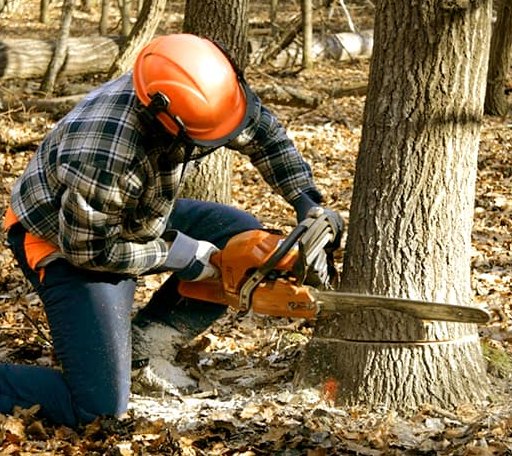 Tree Removal in Milano, TX
